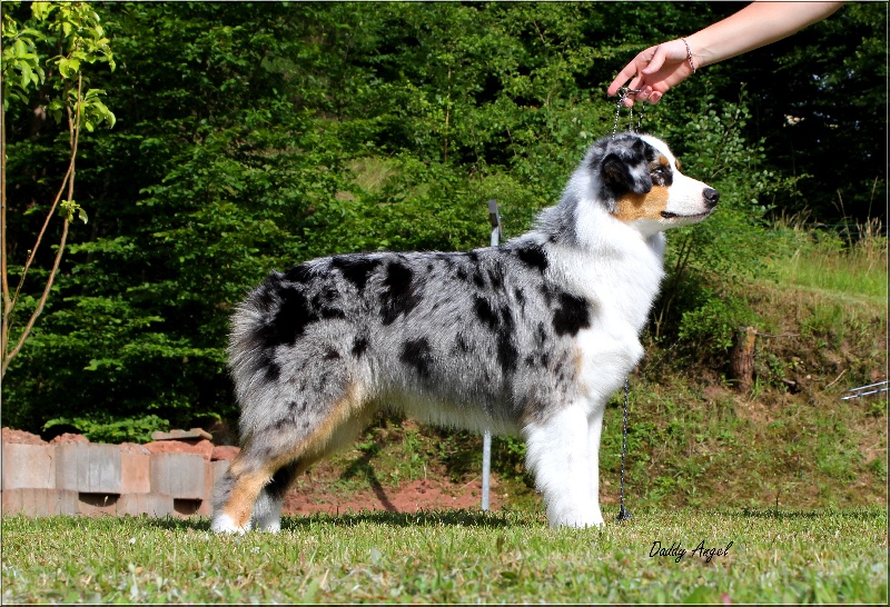 Facel véga Daouphars