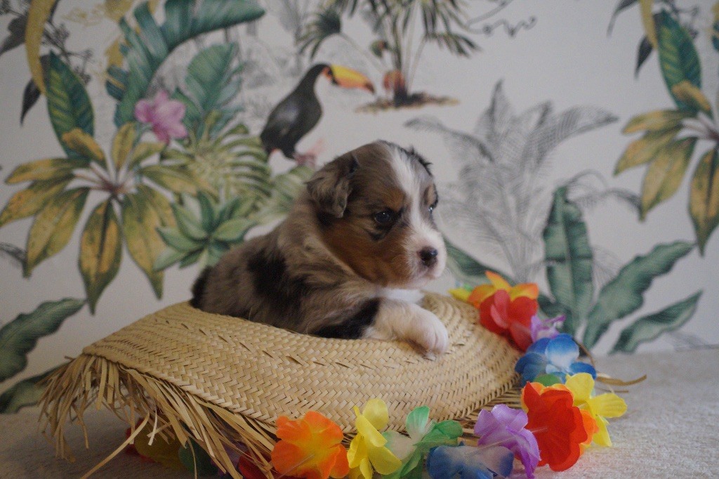 Daouphars - Chiots disponibles - Berger Australien
