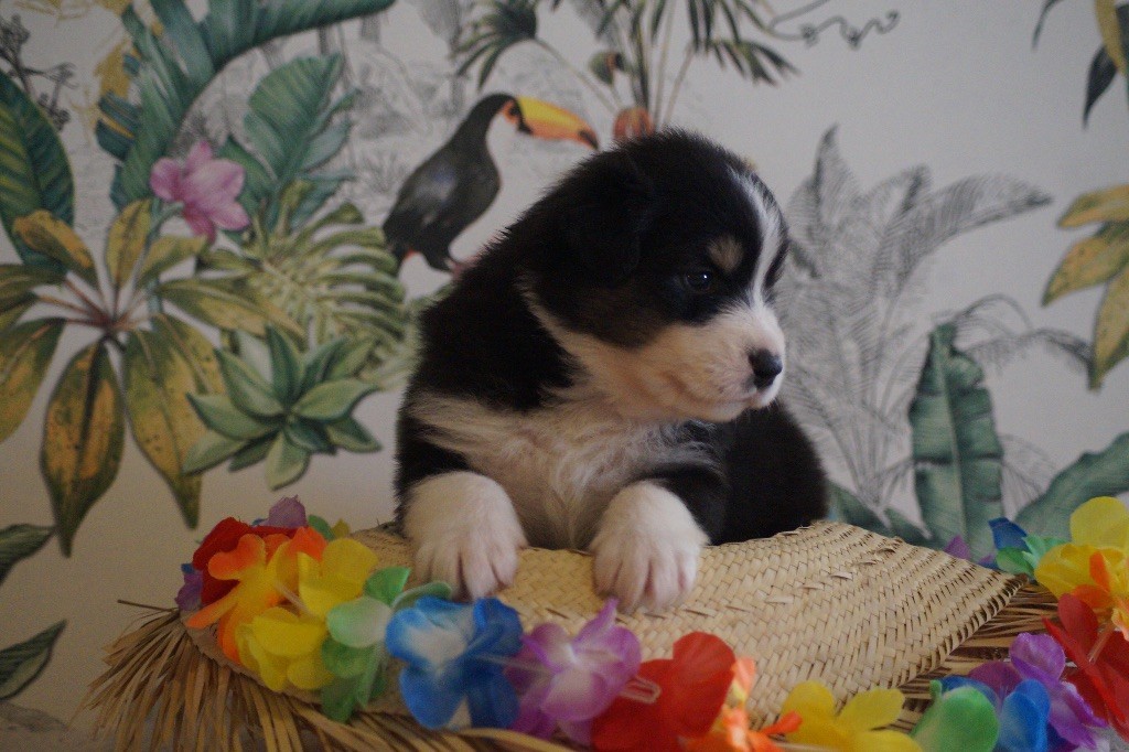 Daouphars - Chiots disponibles - Berger Australien