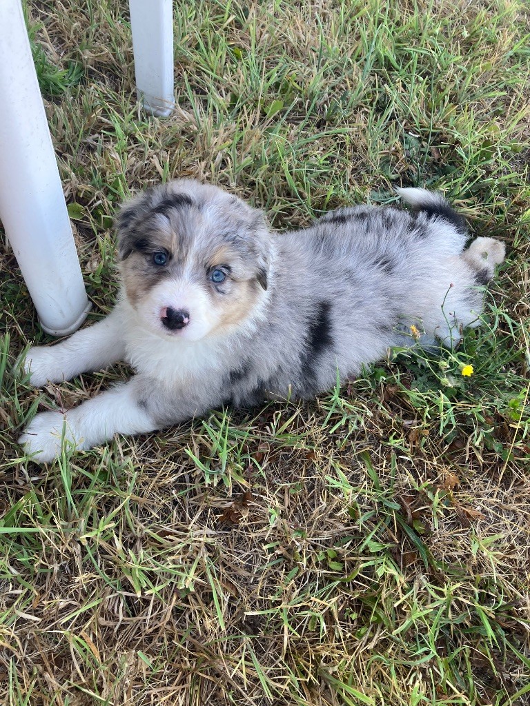 Daouphars - Chiots disponibles - Berger Australien