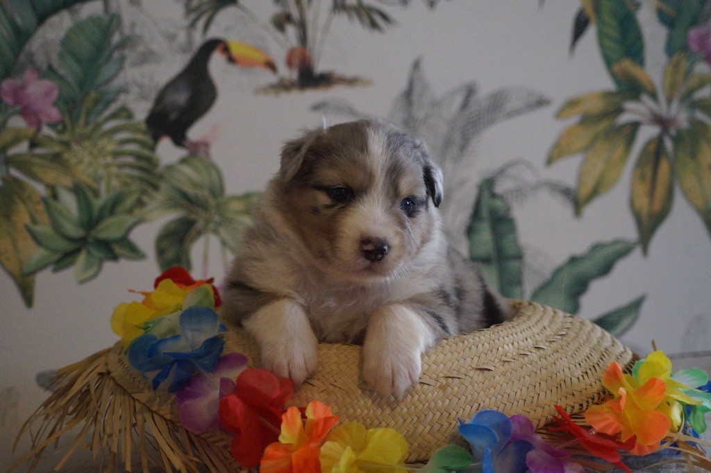 Daouphars - Chiots disponibles - Berger Australien