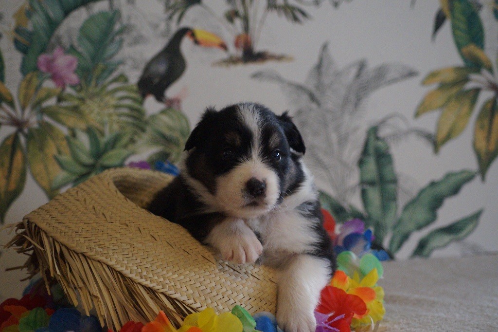 Daouphars - Chiots disponibles - Berger Australien