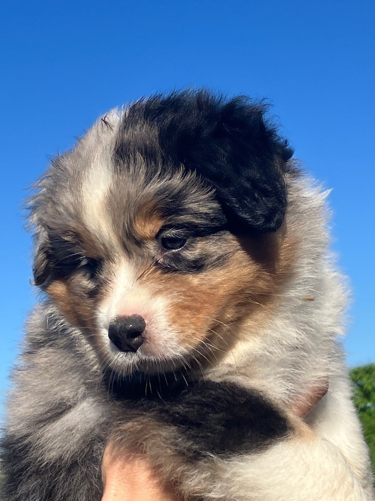 Chiot Berger Australien Daouphars