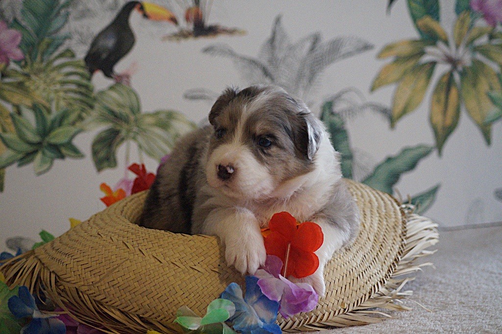 Daouphars - Chiots disponibles - Berger Australien