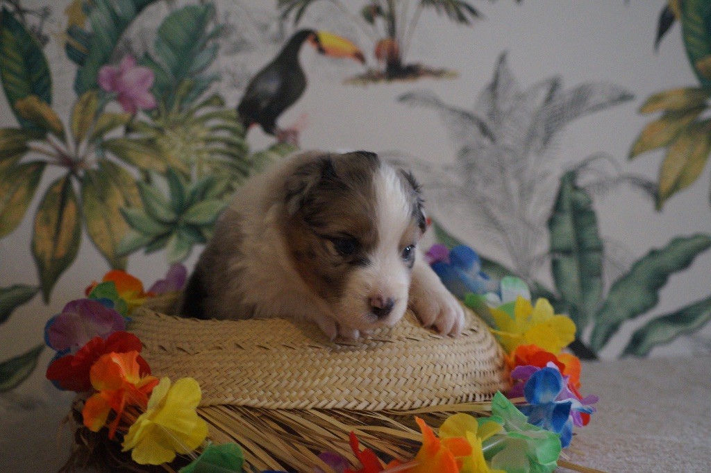 Daouphars - Chiots disponibles - Berger Australien